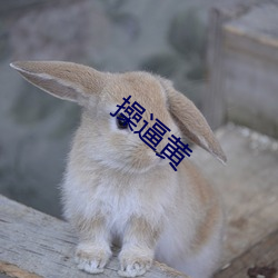 操逼黄(黃)