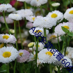 A级全黄试看60分钟