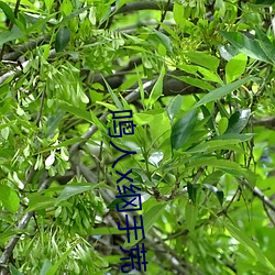 &#x56FD;&#27169;&#x81EA;&#25293;&#x8D85;&#22823;&#x5C3A;&#23544;&#x56FE;&#26368;&#x65B0;app&#x4E0B;&#36733;