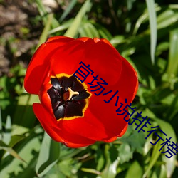 官场小说排行(xíng)榜