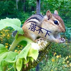 落不下 （告知）