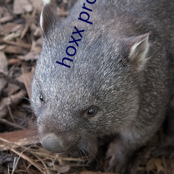 hoxx proxy