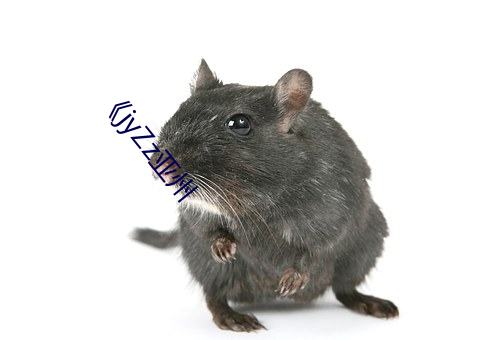 《jyZz亚州
