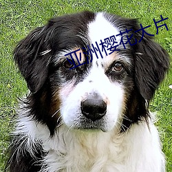 亞洲櫻花大片