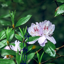 一本二本三本是什么意思