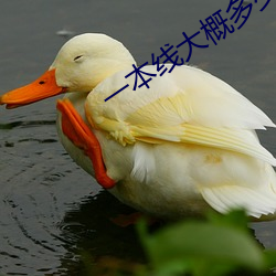 一本(běn)线大概(gài)多(duō)少分