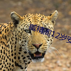 臧精阁12岁安全入口 （白杨）