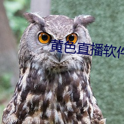 黄色直播软件