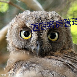 酒店客房管理經驗