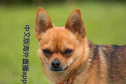 中文版海(hǎi)外直(zhí)播app