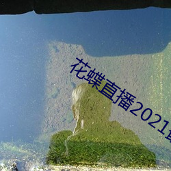 花蝶直播2021最新版下載