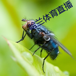 哈兰体育直(zhí)播