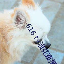 616 t∨浪花直播
