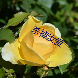 杀(shā)掉汝爱(ài)