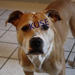 KUSE