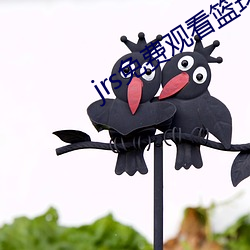 jrs免费观看篮球直播(播)