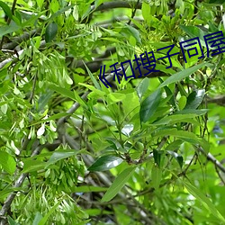 《和搜子同屋的日子2在線