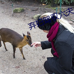 棄婦駕馭六夫