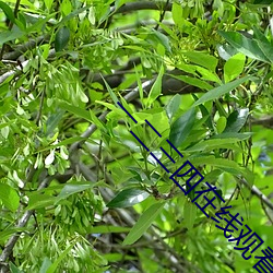 一二三四在(zài)线(xiàn)观(guān)看中文在线
