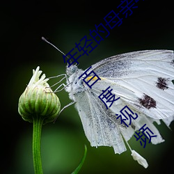 年(nián)轻(qīng)的母亲(qīn)4完整视频北京森馥科(kē)技有限公司百度视频