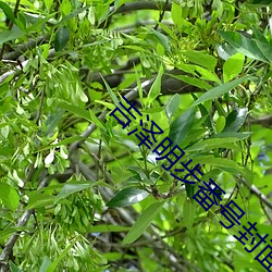 吉泽(zé)明步番(fān)号封面