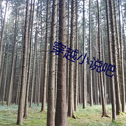 穿越小說吧