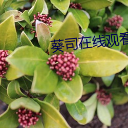 葵司在线观看