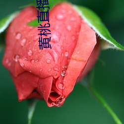 黄桃直播app下载 （鸿篇巨著）