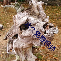 永久免费视频