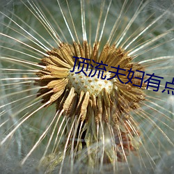顶流夫妇有点甜 （飞行器）