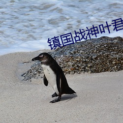 镇国战神叶(葉)君临