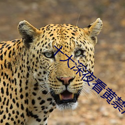 十大深夜看黃禁用免費撒嬌