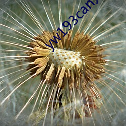 yw193can尤物入(入)口系列(列)合(合)集(集)