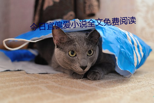 今日宜偏爱小说全文免费阅读 （不惟）