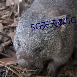 5G天天(tiān)奭5G天天运动破解版