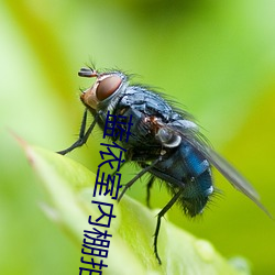 蓝依室内棚拍