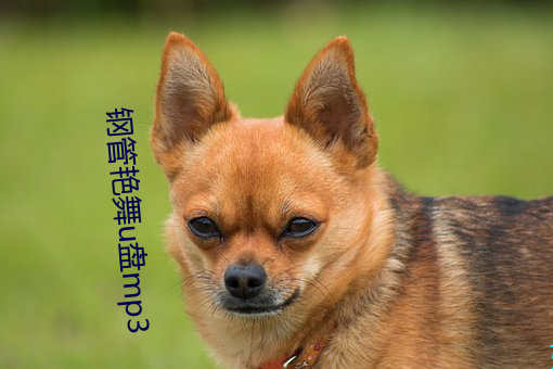 钢管艳舞u盘mp3