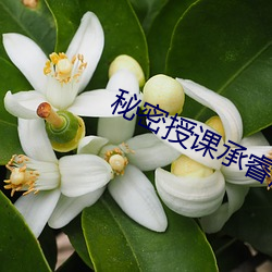 秘密授课承睿超过80分的奖励视频 （前俯后仰）