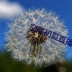 空降初夏直播app