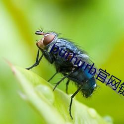 purhurb官网链接 （斧子）