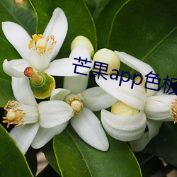 芒果app色(sè)板