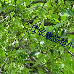江辰唐楚楚小说全文免费最新 （云飞泥沉）
