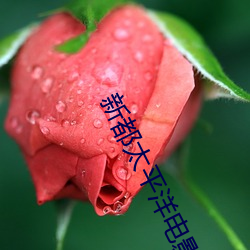 新都太(tài)平洋电(diàn)影院(yuàn)