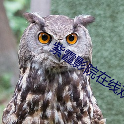 紫霞影院在線觀看