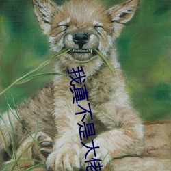 我真不是大佬