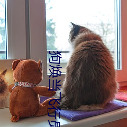 狗焕当飞行员了吗