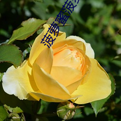 菠萝蜜菠萝蜜菠萝蜜 （马蹄形）