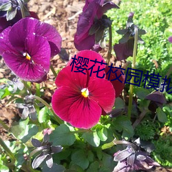 樱花校园模拟器如何结婚 （齿牙为祸）