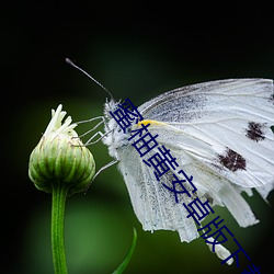 蜜柚黄安卓版下载 （扬言）