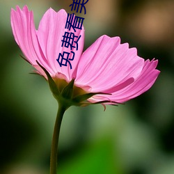免费看美女光身体视频app软件 （使贤任能）